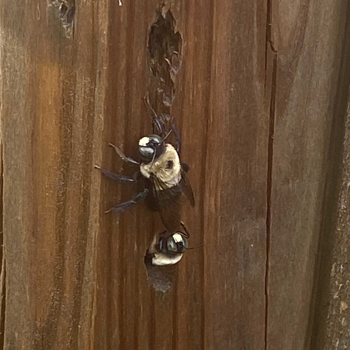 ScoutPest's tweet photo. Carpenter bees can do significant damage. We have the solution! Call today for more info 256-216-1088 https://t.co/pc7eWBqaPQ