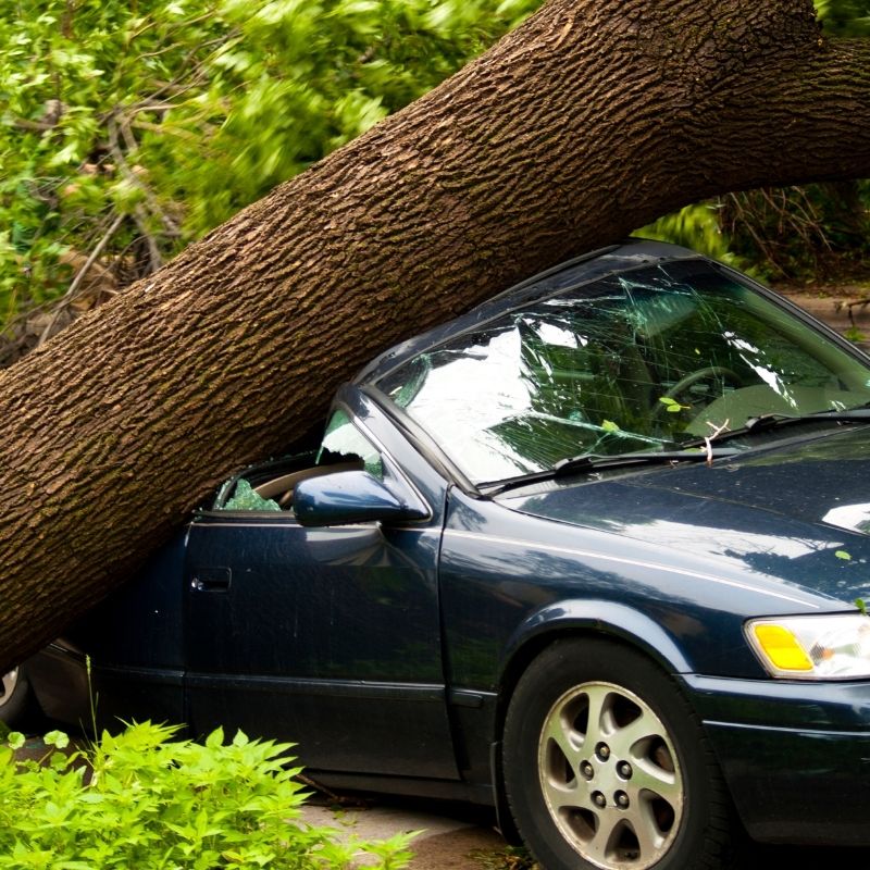 We've seen countless reports of trees downed by strong winds from last night's storm. #NEwx If a tree damaged your vehicle, here are steps to take right away: 

📸 Snap photos of the damage 
☎️ Call your insurance company to get started on your claim
ℹ️ mailchi.mp/greatplainsaut…