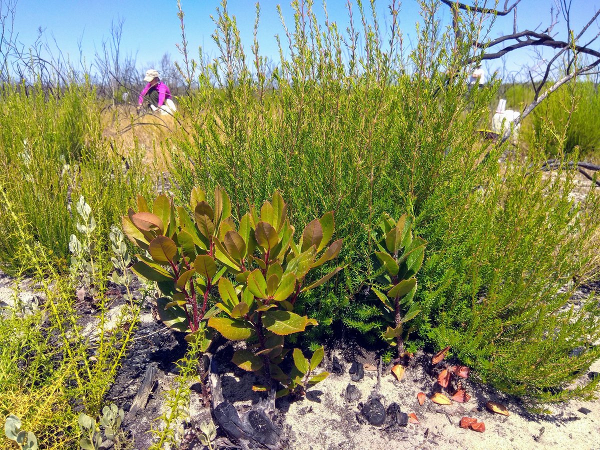 jmvidalcordero's tweet photo. Acompañado de rebrotes de #brezos (Erica scoparia) y #aulagas (Ulex australis), nuestro baby madroño sigue creciendo en la tercera parcela quemada el pasado octubre en la Reserva Biológica de Doñana (proyecto @CILIFO_UE). https://t.co/poFwv4noxl