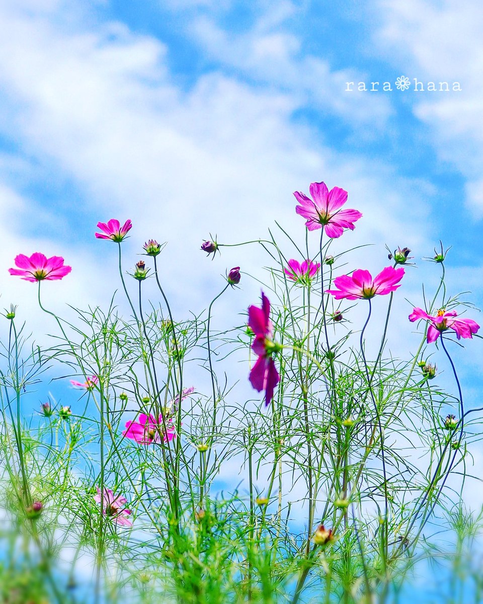 rara_hana_'s tweet photo. おはようございます ◡̈☀️

𖡋𖡼𖡺近所の公園に
　    　 ｺｽﾓｽが咲いていました 𖡋𖡼𖡺
       
💗❀💙 Ĥɑvė ă Ńicє Đɑγ 💙❀💗 https://t.co/CW8v5ndqQs