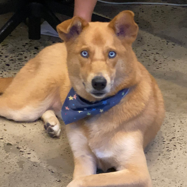 Have you met Oli? He's the Chief Happiness Officer at @cocohauspr .  Check them out for some dog-loving fun (oh! and co-working + media production space.) Love this place. 💙  We'll be holding some of our incubator classes and #startupbootcamp here for sure. #HustleDontGrind