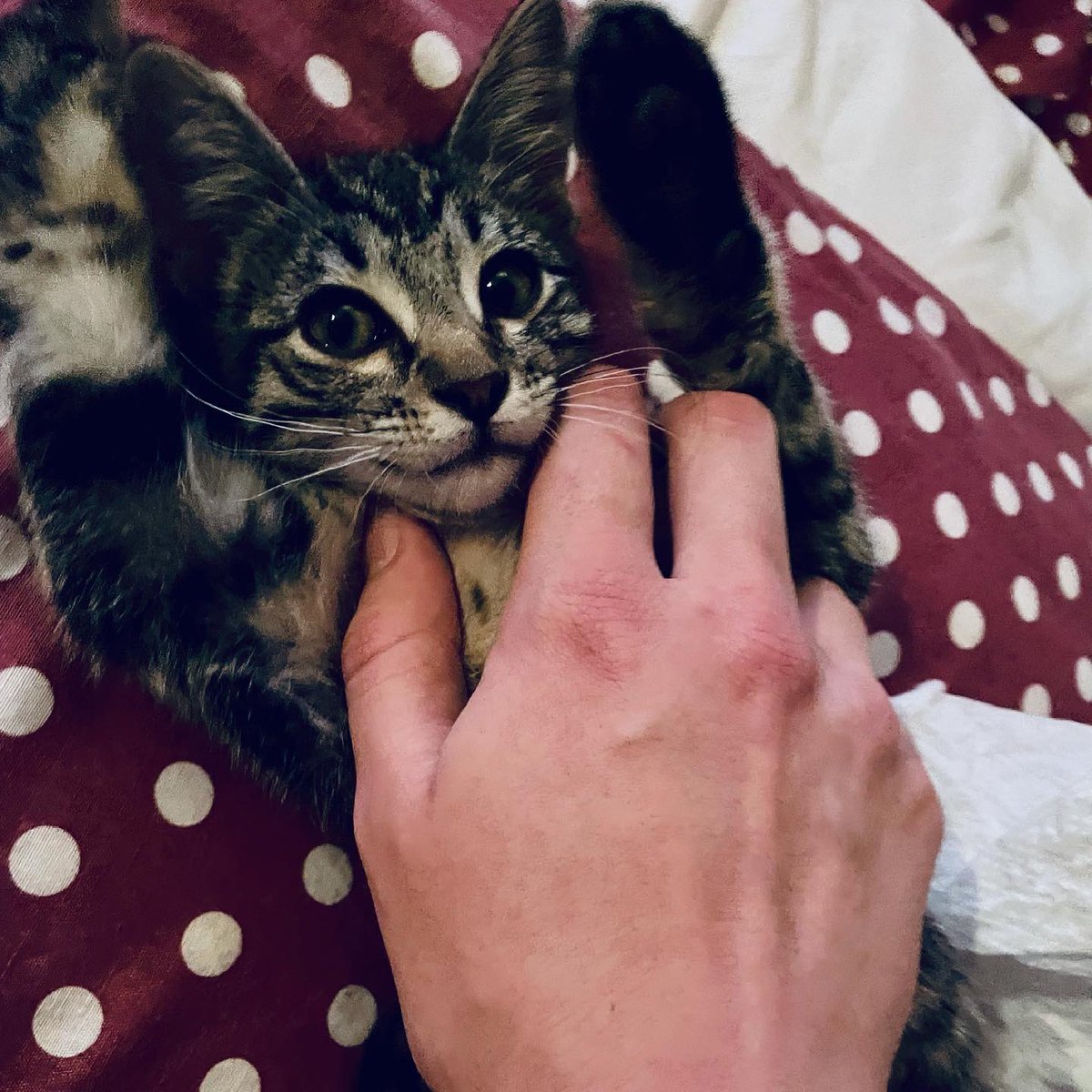 PlushMadeThug's tweet photo. My kitten Cthulhu🙌🏼🙌🏼 https://t.co/bZ00aaaIy4