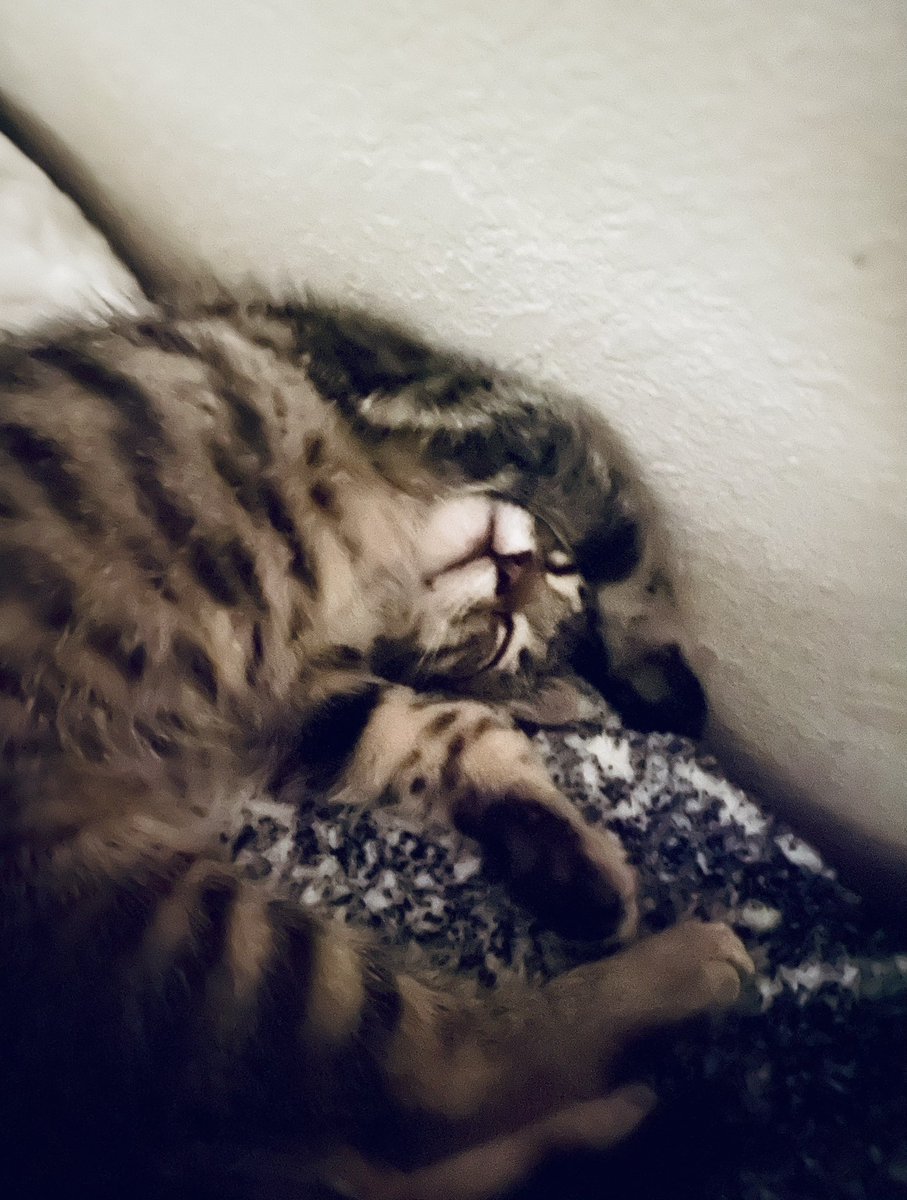 PlushMadeThug's tweet photo. My kitten Cthulhu🙌🏼🙌🏼 https://t.co/bZ00aaaIy4