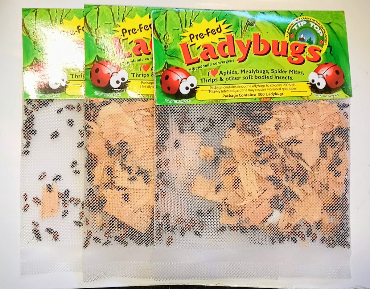 Trinity Nursery 
Weaverville
🐞Ladybugs Have Arrived At The Nursery🐞
🐞Package Contains 300 Ladybugs 🐞
Hours⏰
Monday-Friday 9am-5:30pm
Saturday 10am-4pm
Sunday Closed
Phone📞
530-623-3225