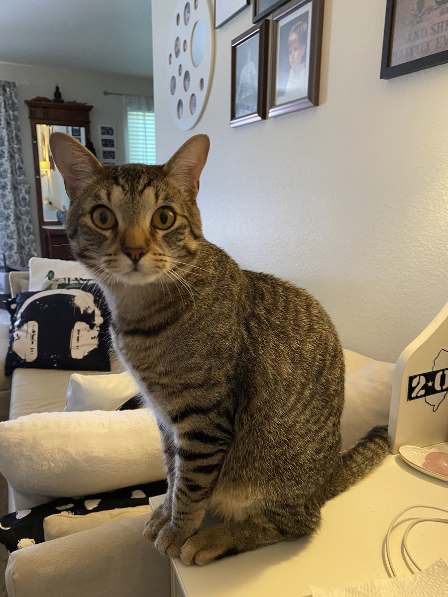 taradublinrocks's tweet photo. #Duke doesn’t like it when Hooman works on #Caturday but #Maxine couldn’t care less 😹😹 #DukeAndMax https://t.co/gx9Cax1lLw