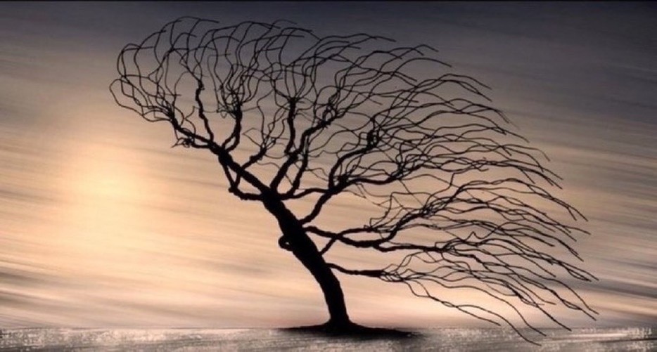 AnneScottlin's tweet photo. ❦Sometimes it’s not the strongest tree that survives the storm, but the most adaptable. ~Anne Scottlin
#storms #morning #mood #adaptable
#joyforlife #tree #anon #outdoors #art https://t.co/jGS7P0PIc4