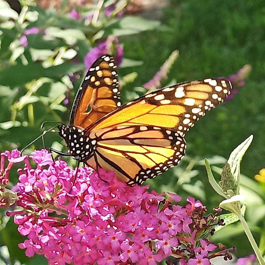 gquilts's tweet photo. She's just hanging out and fuelling up. Haven't seen her go near my milkweed ... yet
.
.
#monarch #garden #butterflygarden #butterfly #bbfly https://t.co/f27eF42gLR