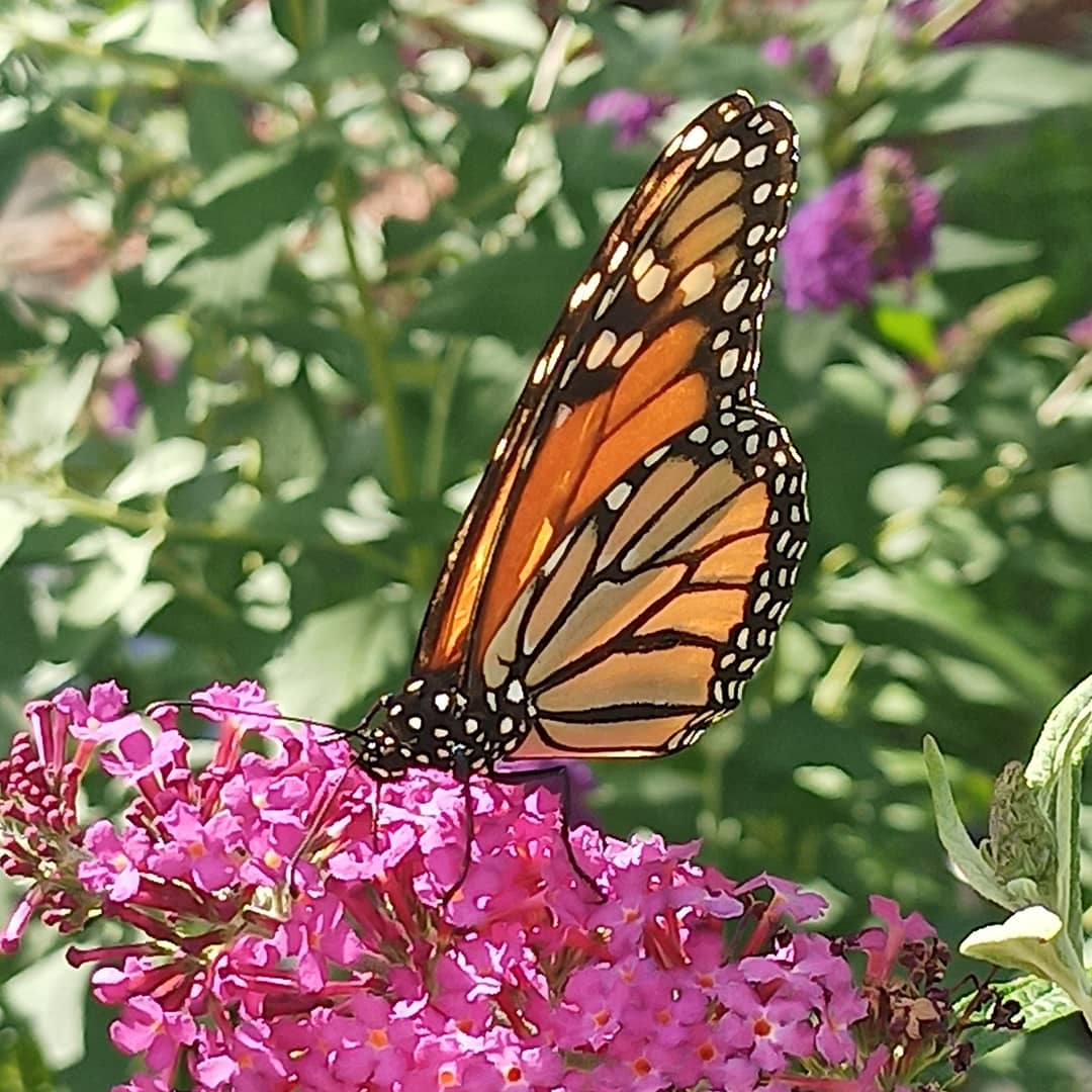 gquilts's tweet photo. She's just hanging out and fuelling up. Haven't seen her go near my milkweed ... yet
.
.
#monarch #garden #butterflygarden #butterfly #bbfly https://t.co/f27eF42gLR