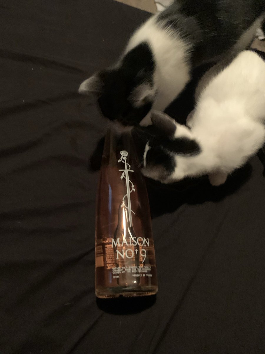 Techsis22's tweet image. Finally got to tasty some of Posty’s Maison No✝️9!!! 💛 Sooo Good!!! 💙

My meows were curious too!! 😻