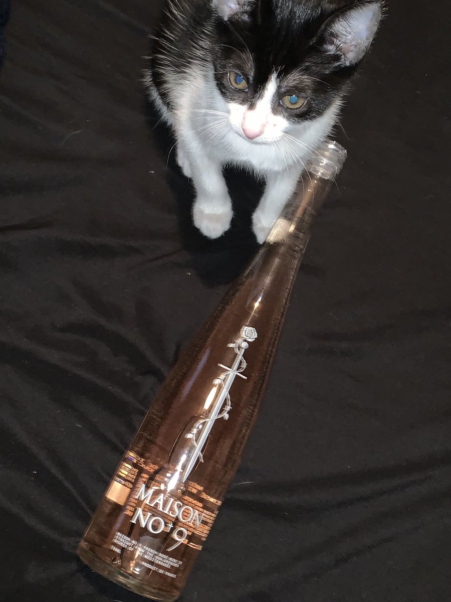 Techsis22's tweet image. Finally got to tasty some of Posty’s Maison No✝️9!!! 💛 Sooo Good!!! 💙

My meows were curious too!! 😻