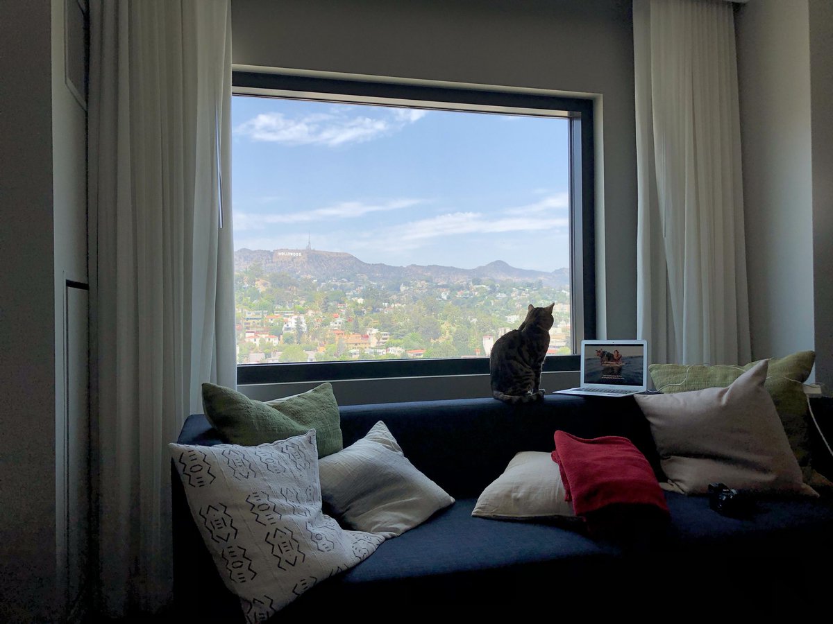 It’s pretty crazy, but Mavi has been just sitting here watching his whole episode. #ThinksHesHuman #NetflixCatPeople #Caturday #WatchParty