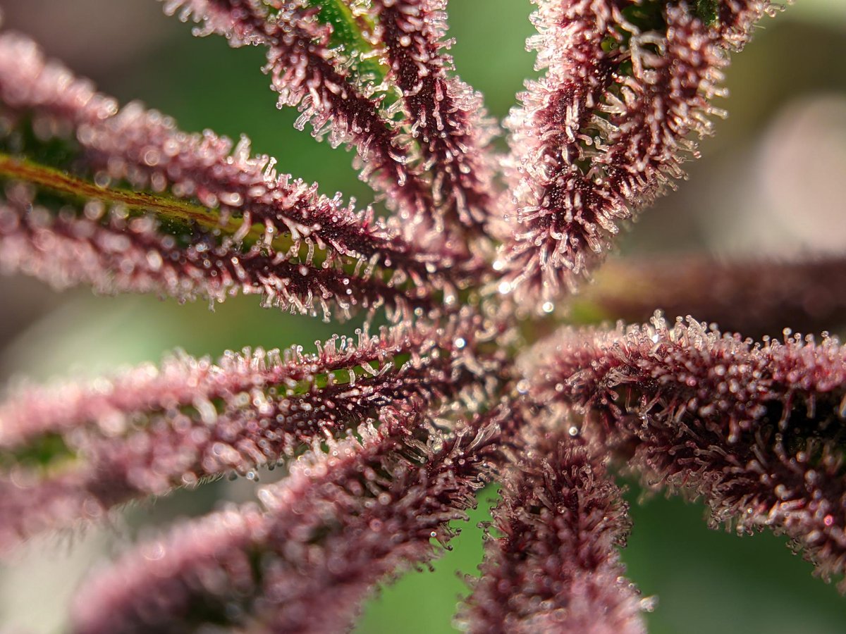 😍 😍 😍 😍 😍 

Cultivar: Tropicana Cookies