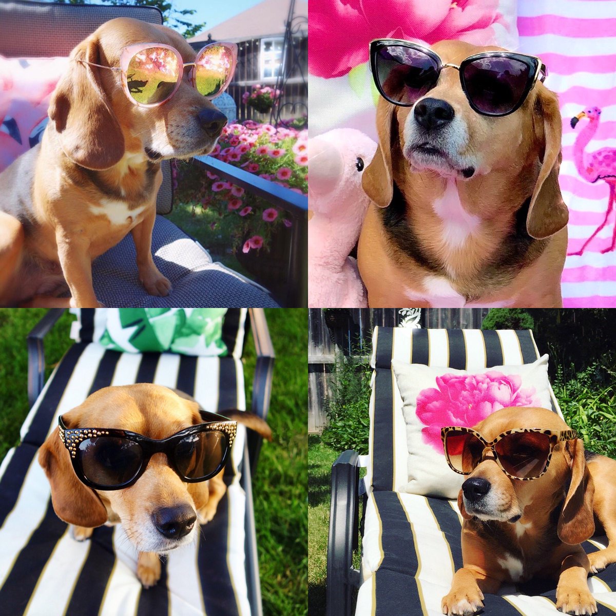 So apparently it’s #NationalSunglassesDay So in honour of it, here’s my #fashionista #Beagle modelling her faves...😂💖😎🐶💖

#BeaglesOfTwitter #BHGPets #DogModel