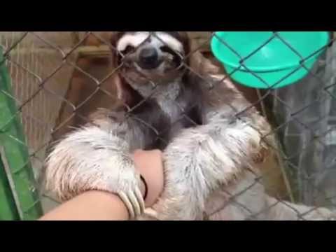 Share Sloth on Twitter: Share Sloth on Twitter:
