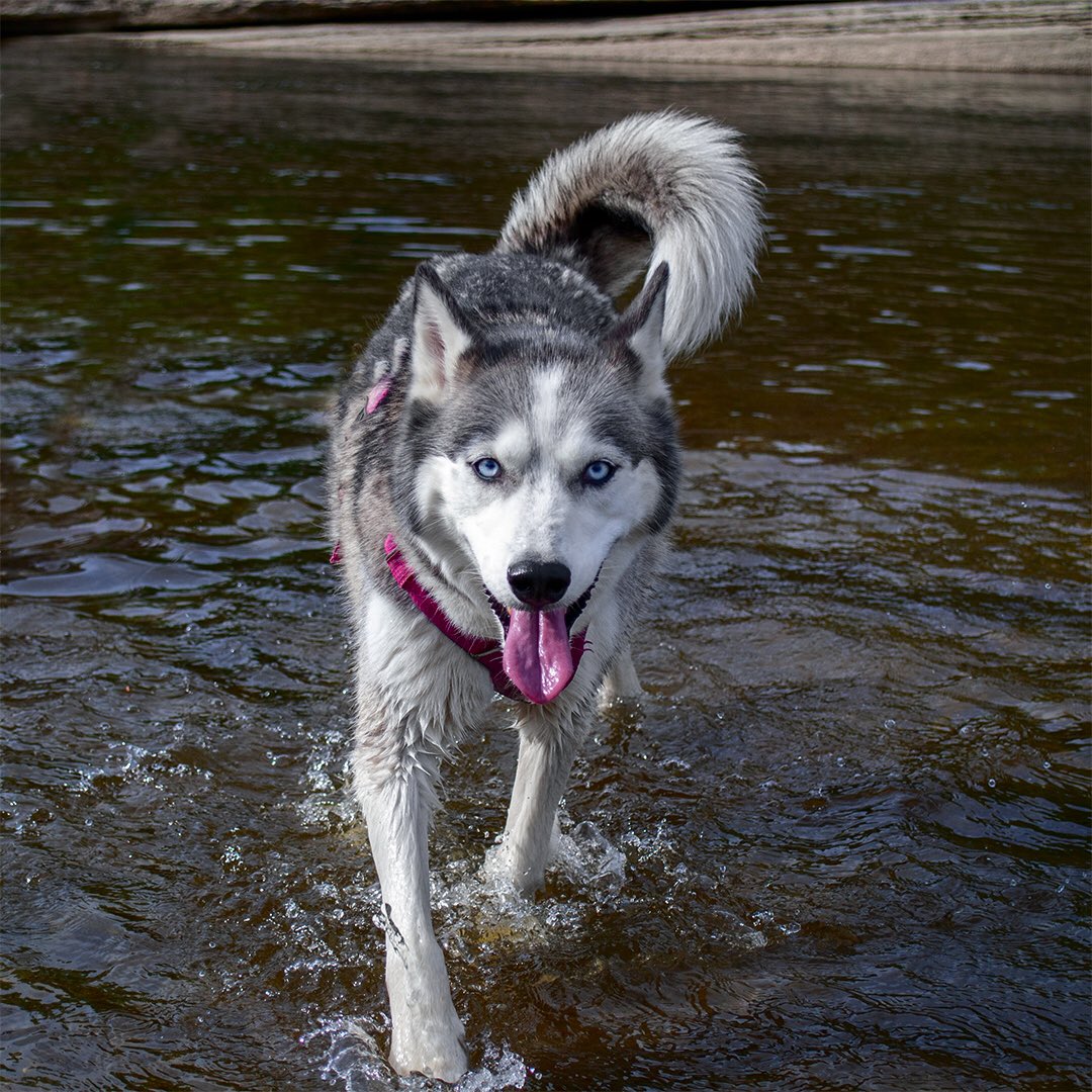 Huskyinfinity's tweet image. A nice dip in the river after a hot day hiking 🐺❤️ #DogLife #justkeepsmiling