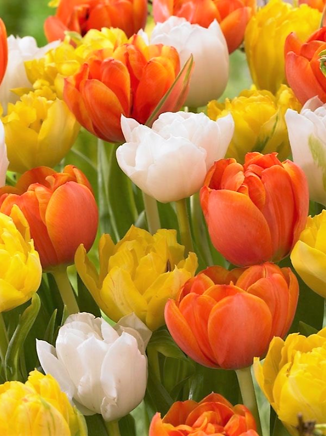 Pat Chan-Schatz tweet media