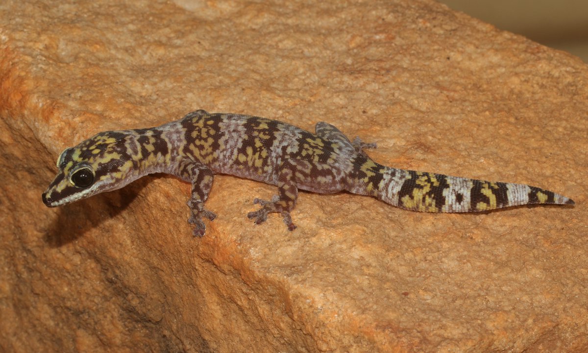 A Groote Eylandt Marbled Velvet Gecko (Oedura nesos) explores the sandstone escarpment during the Groote Eylandt Bush Blitz. #BushBlitz @bushblitz @Earthwatchau @Parks_Australia @austmus @UNSWScience #Anindilyakwa @MAG_NT