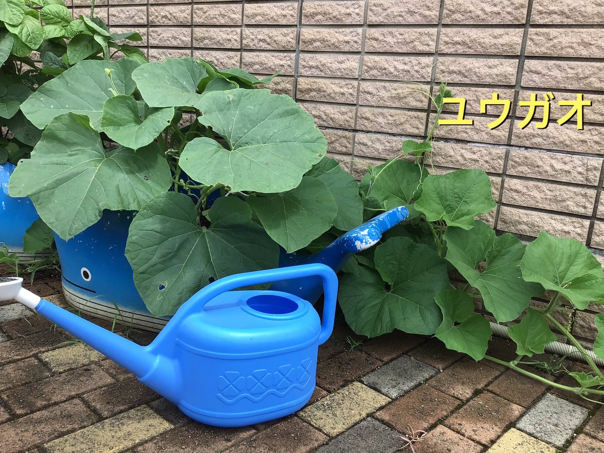 新潟県立柏崎アクアパーク 公式 Ksz Aquapark Twitter 新潟県立柏崎アクアパーク 公式 Ksz Aquapark Twitter