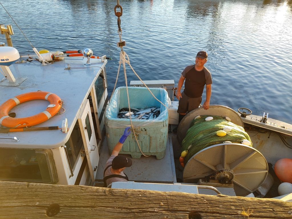 Skipper Otto tweet media