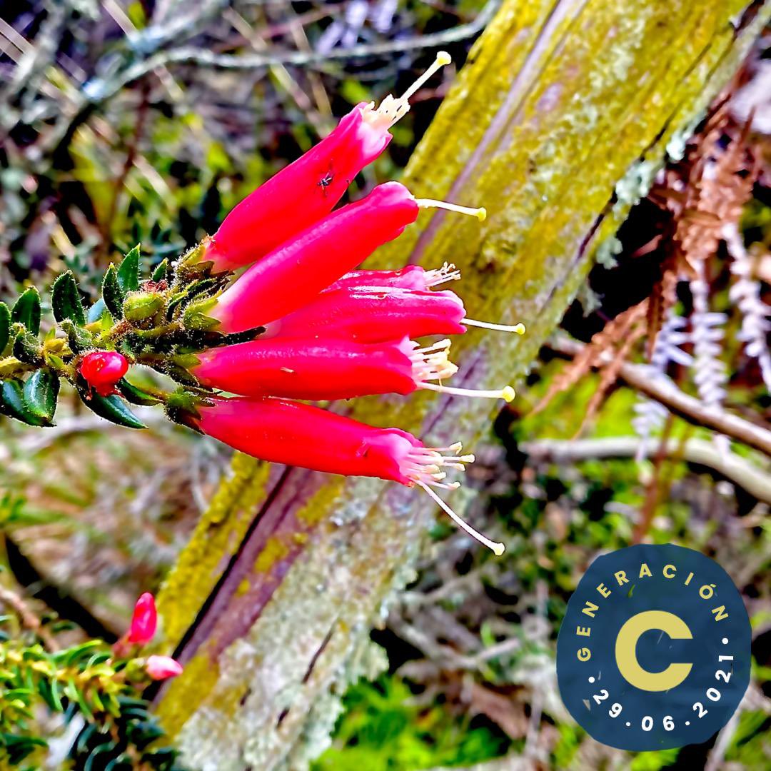 CerrosdeBogota's tweet photo. 🙋♀️🙋♂️🙋Ser agente del CAMBIO es actuar por la montaña, COLABORA para devolverle todo lo que ella nos ha dado⛰️ ¿a que te suena eso de la generación C? 🤔 ¡Queremos leer tus comentarios! - #viverociudadanobiodiverso #GeneracionC #merestauro #ReservaHorizontes #LosCerrosNosSalvan https://t.co/LUVfe3zU4p