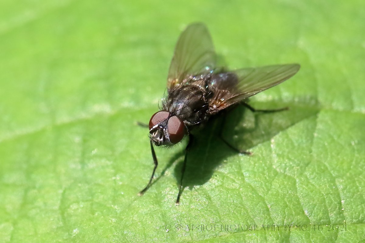 KaptainCosgrove's tweet photo. " Who Da Fook Is Jeff Goldblum?..."
#SeftonPark #MainLake #Insects #FleshFly #Sarcophagidae
@ILoveSeftonPark https://t.co/PAUj0mvUz6
