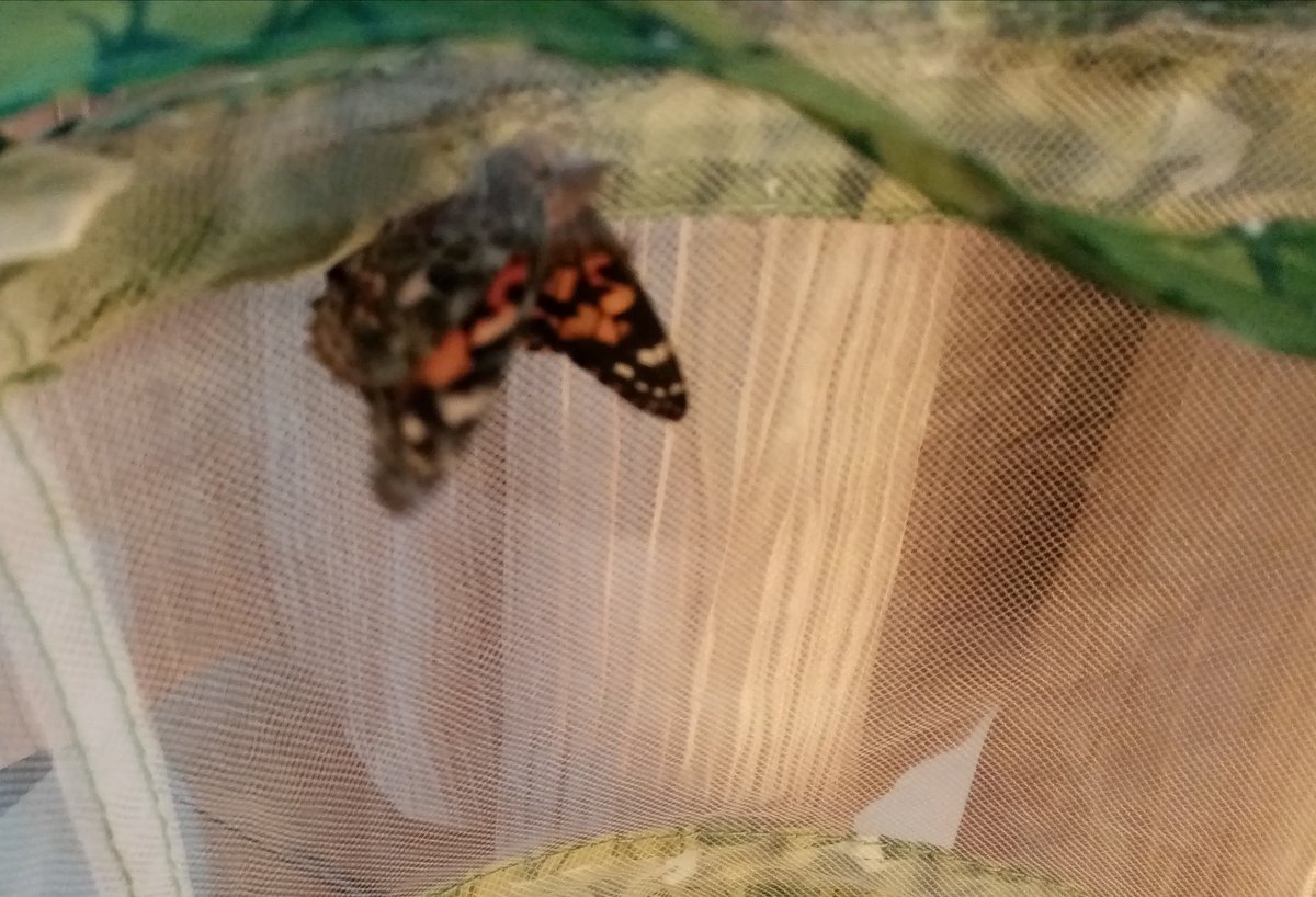 NMLPerkster's tweet photo. 1st butterfly has emerged from its chrysalis #30DaysWild https://t.co/gRSYLMcDCW