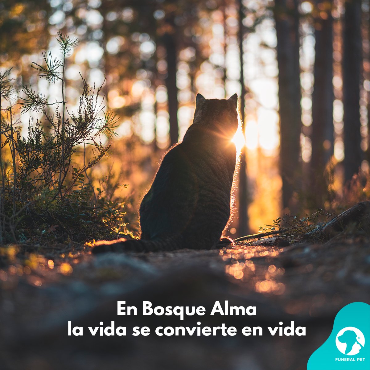 funeralpetmx's tweet photo. #BosqueAlma nació por nuestras ganas de honrar a la vida con más vida. Ahora queremos compartir esta intención. Pronto tendremos más bellas experiencias para ustedes. https://t.co/RXnNu9IlRk