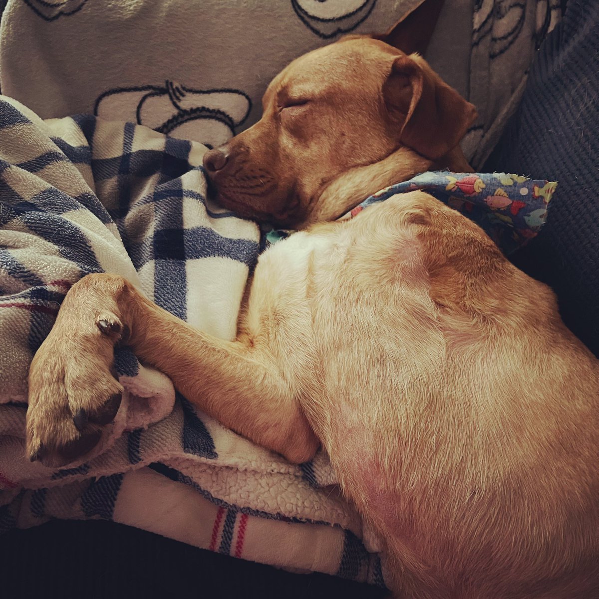 Don’t mind me, I’m just mildly obsessed with this cutie. #thelifeoforeilly