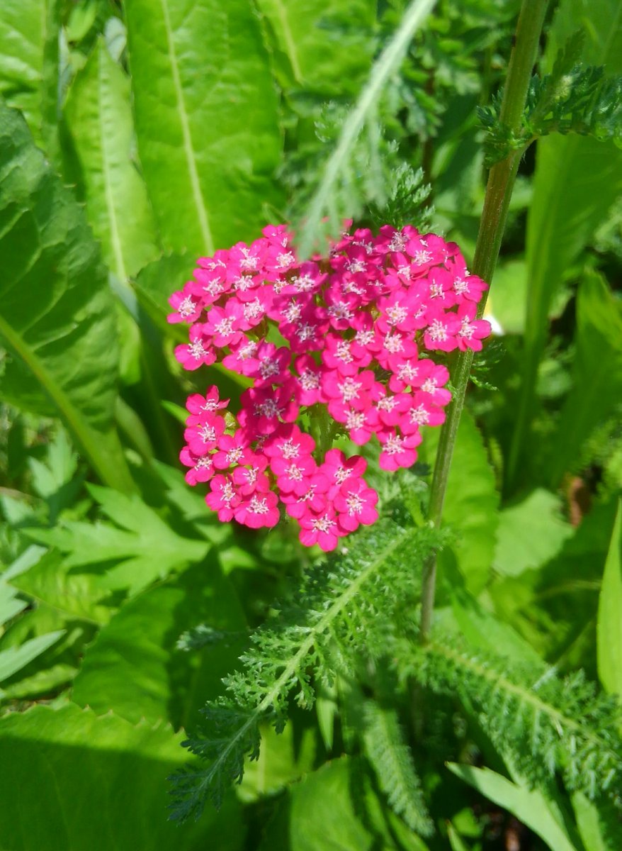 野の花 6月29日 火 おはようございます 我が母よ 死にたまひゆく我が母よ 我を生まし乳足らひし母よ 歌人 斎藤茂吉 今日1日 健やかな日でありますように 野の花 6月29日 火 おはようございます 我が母よ 死にたまひゆく我が母よ 我を生まし乳足らひし母よ 歌人 斎藤茂吉 今日1日 健やかな日でありますように