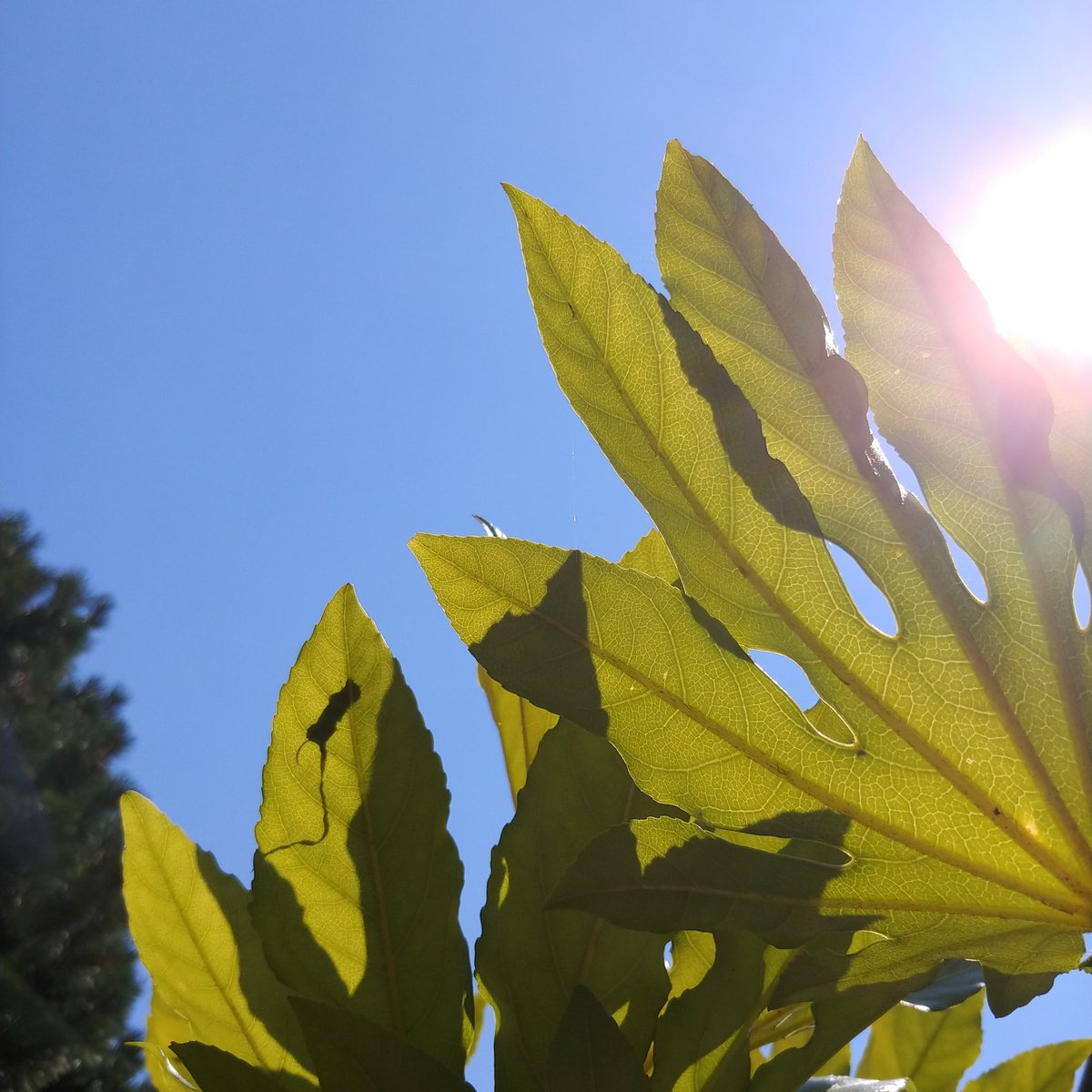 A (@ujimatcha) on Twitter photo 