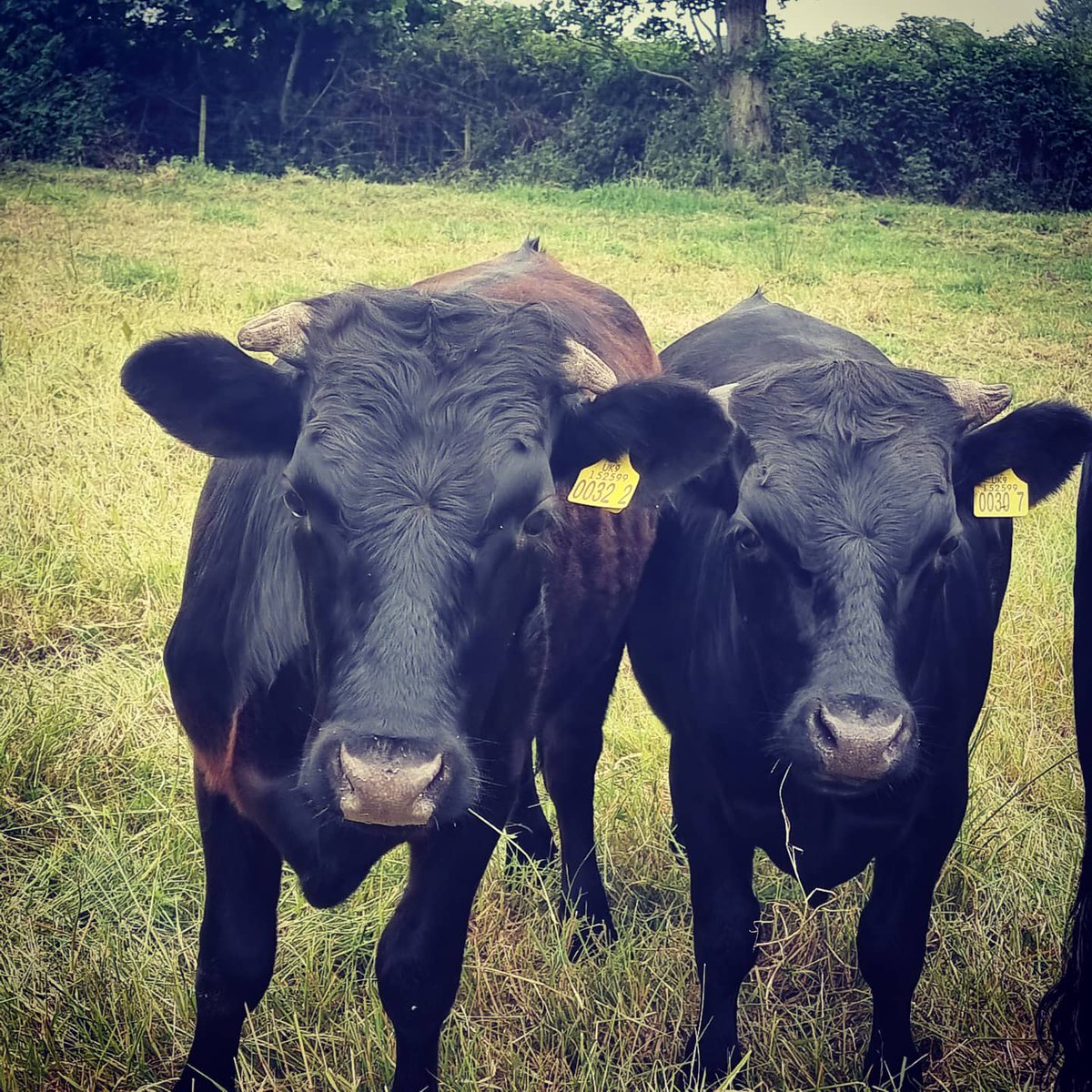 broightergold's tweet photo. @farmerkaney @johnhenningmoo @BallywalterPark @RoyalAgUni @UFUHQ @BellBarclay @markforsythe28 We are a real farm now! Lol 🙂 I've finally got Richard converted to some stock! 🤣
#mowing #animals #smallherd #dexters #ponies #shetlands #farming https://t.co/bydybB0GCW