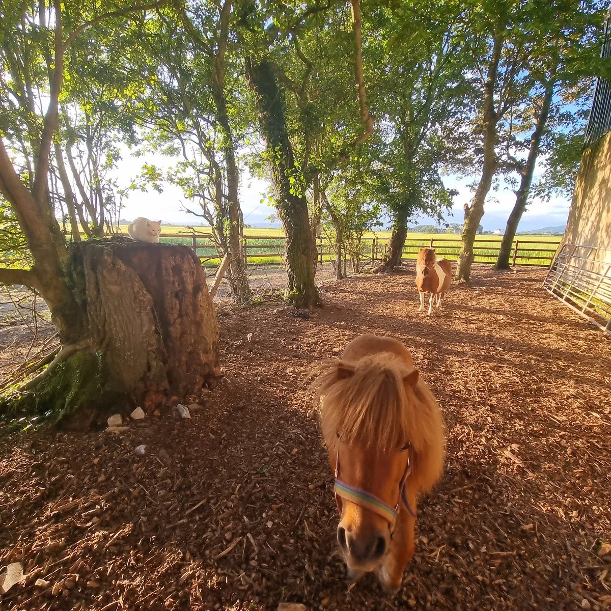 broightergold's tweet photo. @farmerkaney @johnhenningmoo @BallywalterPark @RoyalAgUni @UFUHQ @BellBarclay @markforsythe28 We are a real farm now! Lol 🙂 I've finally got Richard converted to some stock! 🤣
#mowing #animals #smallherd #dexters #ponies #shetlands #farming https://t.co/bydybB0GCW