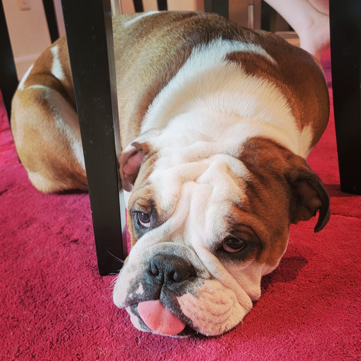 King Maximus Princess Alexus Cutespartacus Twitter