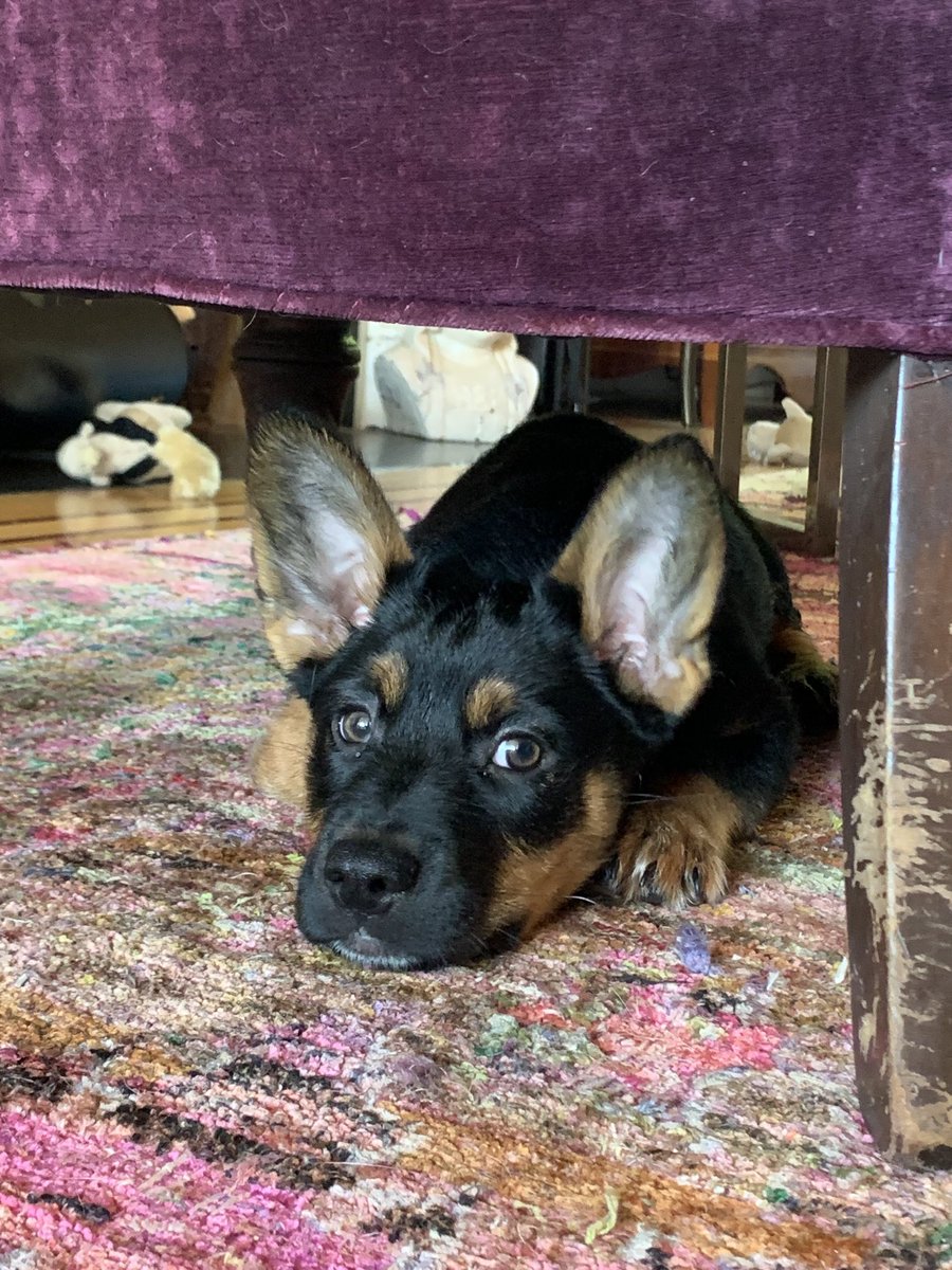 jimcramer's tweet image. next stop $900?