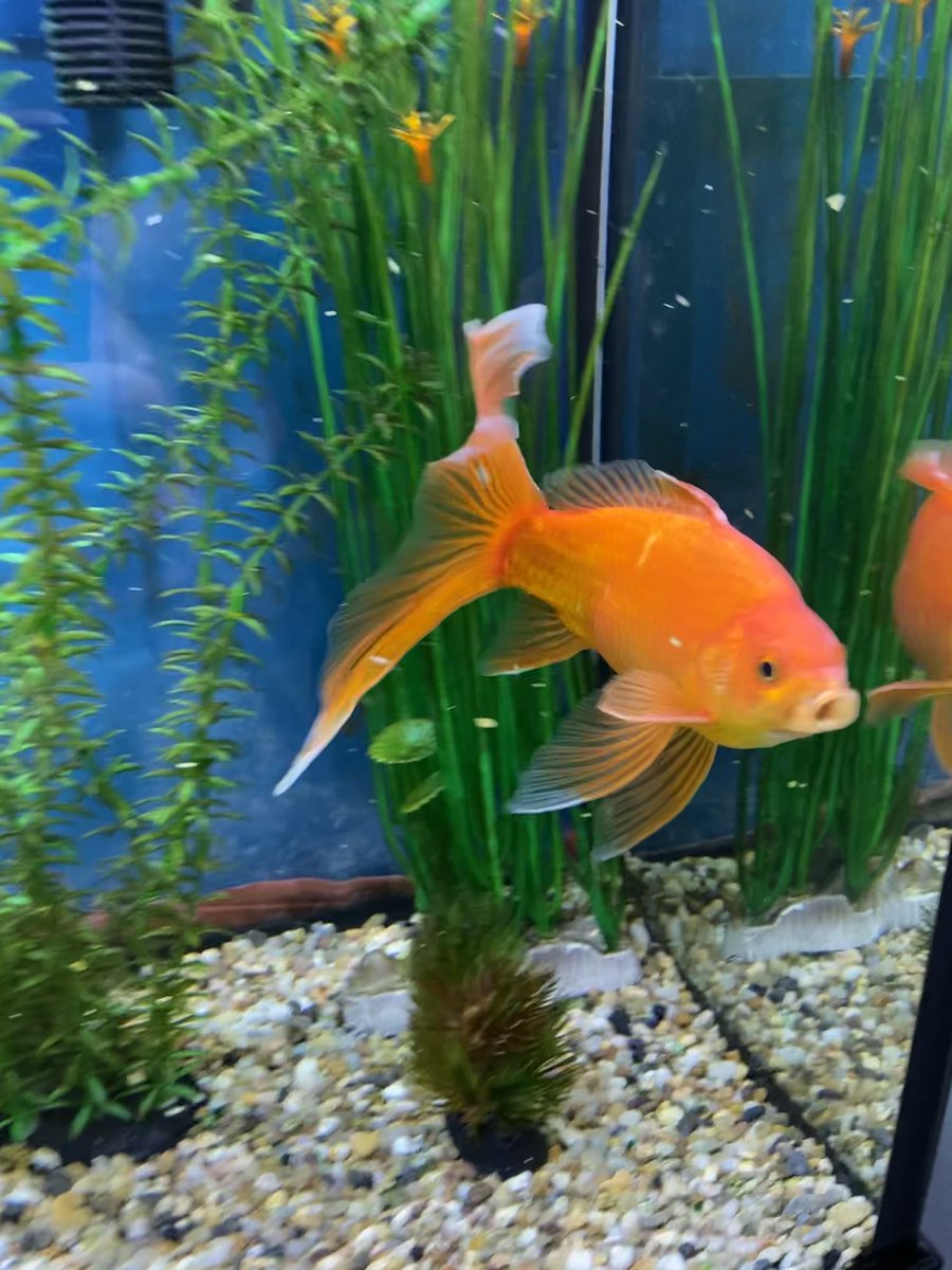 Ian_A_MacDonald's tweet photo. It’s a sad day for #TeamMacDonald as #JerryTheDrivewayFish has died. He was part of our family for 3 years after his rescue from the water bottle left on our driveway in May 2018. Rest easy Jerry. https://t.co/gAcCUKWnCh
