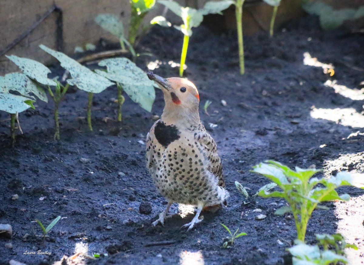 Some of us wear our hearts on our sleeves & some of us wear them everywhere 🥰🖤 #BirdsAreBeautiful #NatureRules Recent male hybrid fledgling in my backyard.