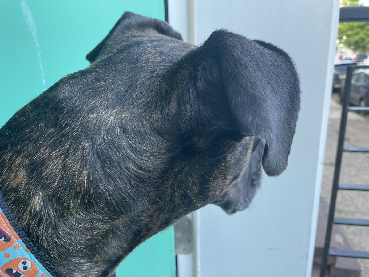 PigMonster7's tweet photo. Neighborhood watch duty!  I take my job seriously. https://t.co/Bp5t75NmUC