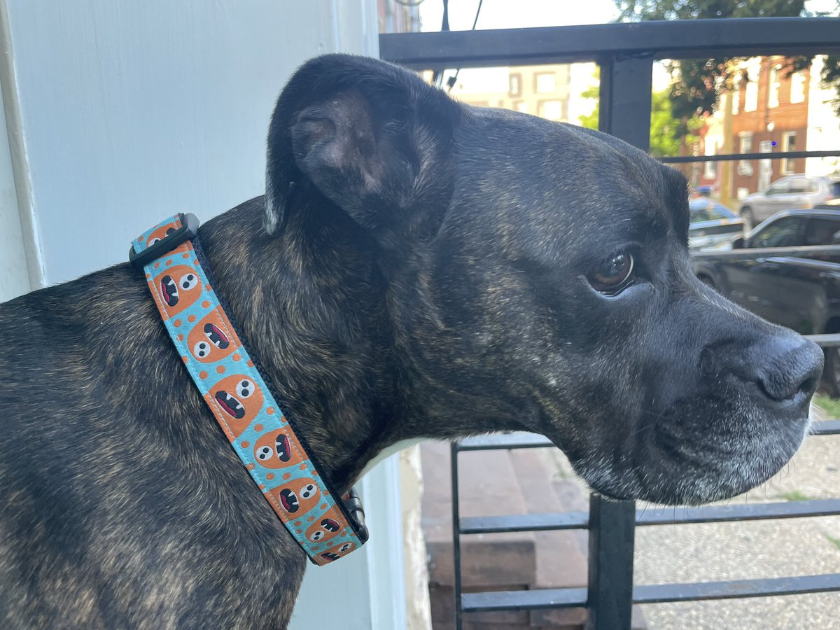 PigMonster7's tweet photo. Neighborhood watch duty!  I take my job seriously. https://t.co/Bp5t75NmUC