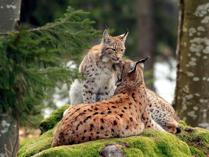 LynxesDaily tweet picture