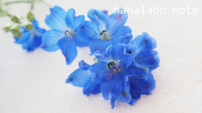 青い花 Hashtag V Twitter 青い花 Hashtag V Twitter