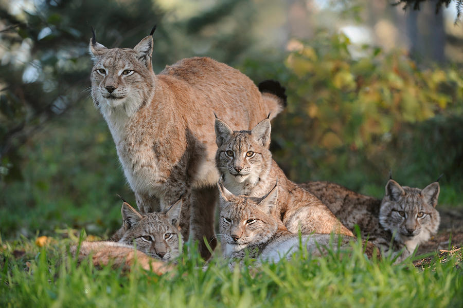 LynxesDaily tweet picture