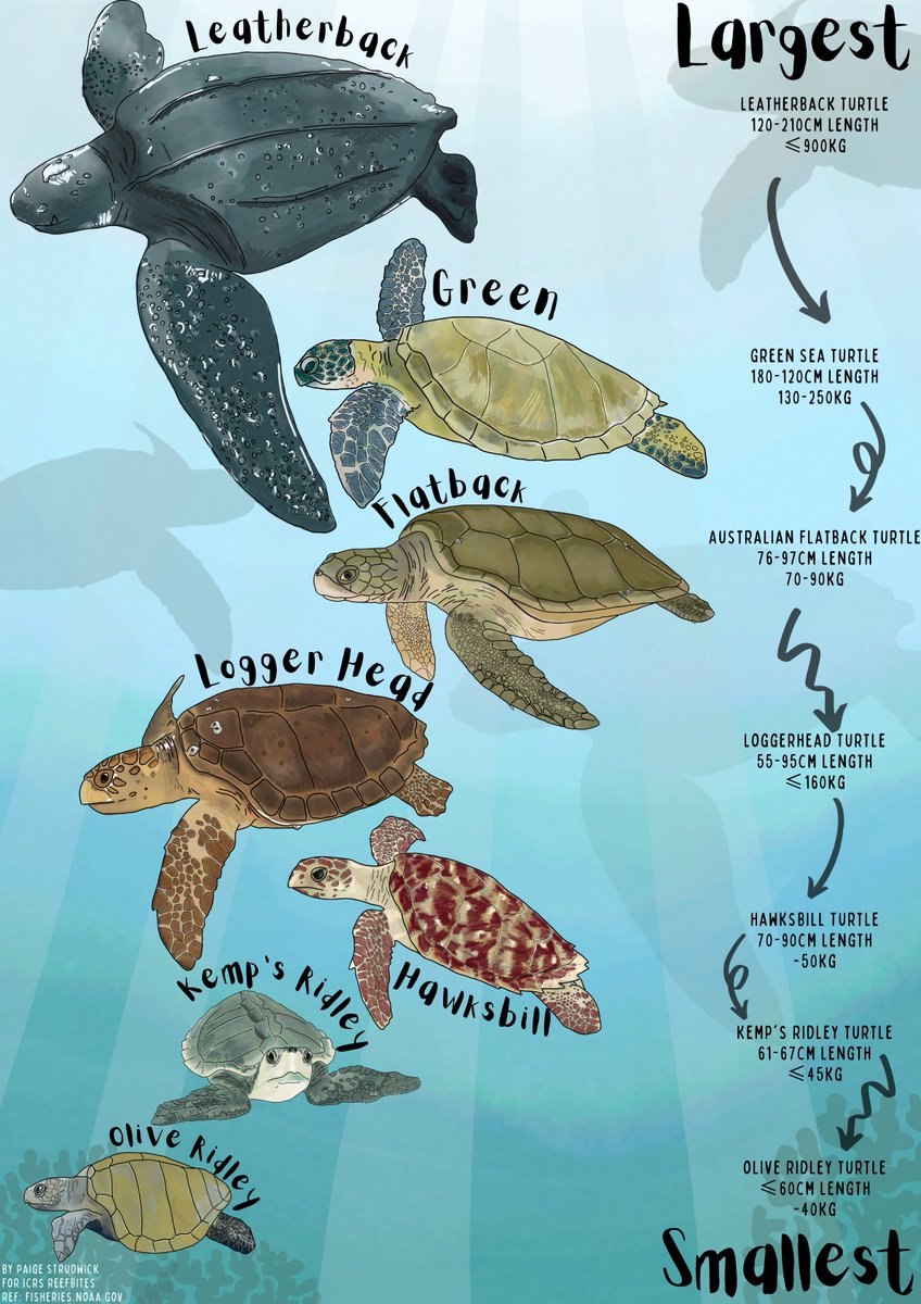 PaigeStrudwick's tweet photo. Put some free time to good use over the past few weeks and made a new infographic for @ICRSreefstudent Reefbites.💙🌊
Learn how to tell your loggerheads from your greens and lots more!!!
Check it out 👀🐢
#infographics #Reefbites #marineturtles
All illustrations by me. https://t.co/A4k9ZrsgPG