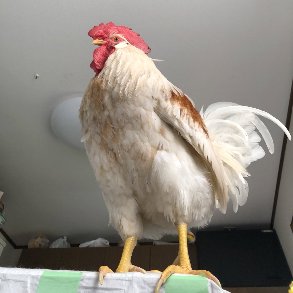 みほ うちのにわとりさん على تويتر かっこいいー そそりたってるし おぱーいぼよん