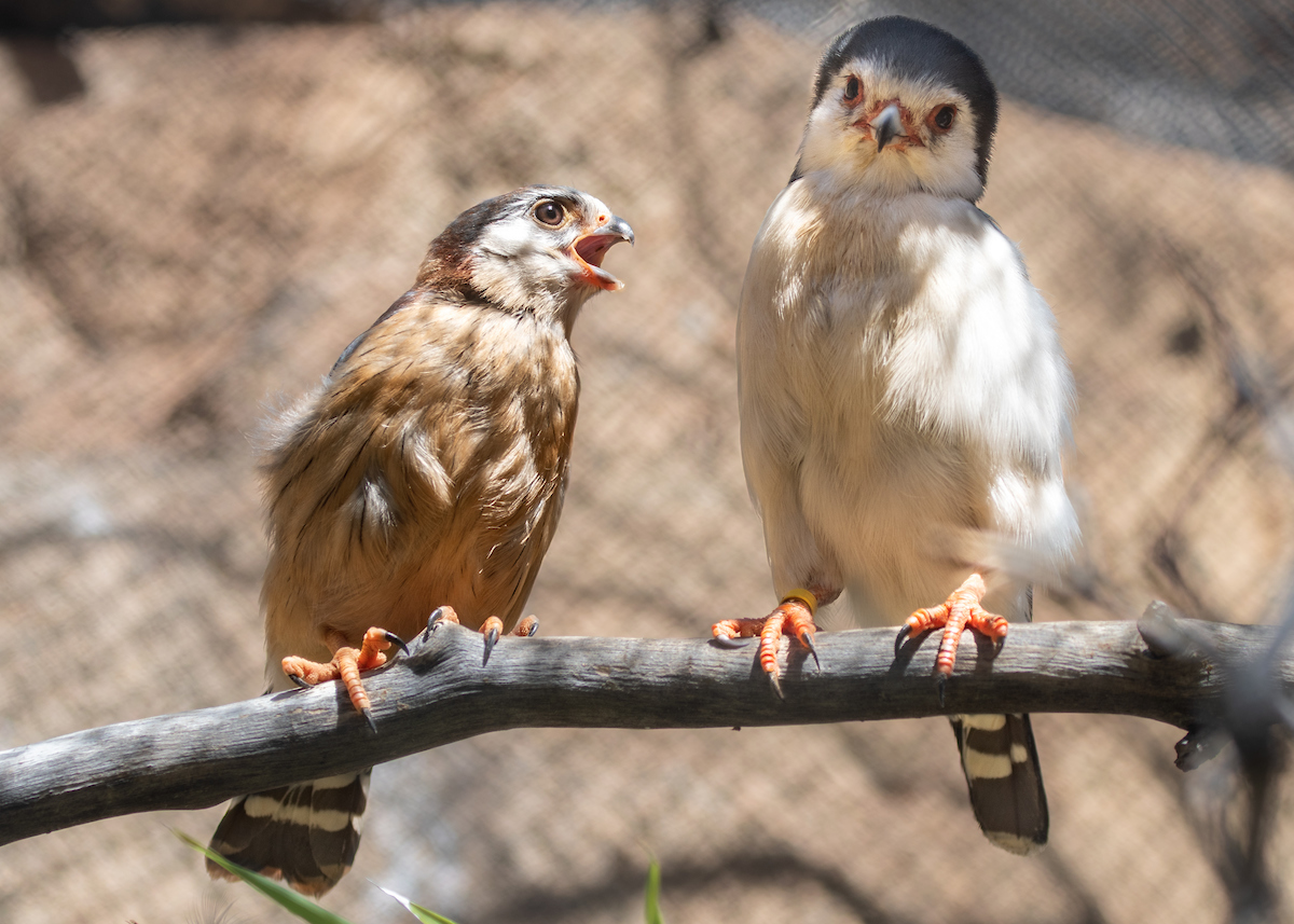 LAZoo's tweet photo. Sheeeesh! 😐😂 #CaptionThis exchange between an African pygmy falcon chick and its parent. #AfricanPygmyFalcon #Falcon #BirdOfPrey #BirdsOfTwitter #BigMood #Mood #Kids #LotsToSay #Sheesh https://t.co/YjcJ6y4FK9