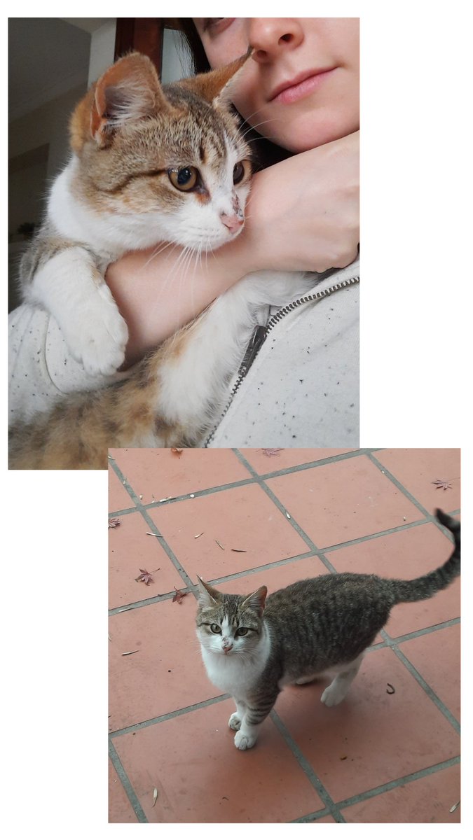 Hola!! Hace días este bebé apareció en el patio de casa y estamos buscando a alguien que quiera adoptarlo y cuidarlo responsablemente.
Es super bueno y cariñoso y necesita mucho mucho amor!
Agradezco la difusión! 

🥰🥰🥰🥰