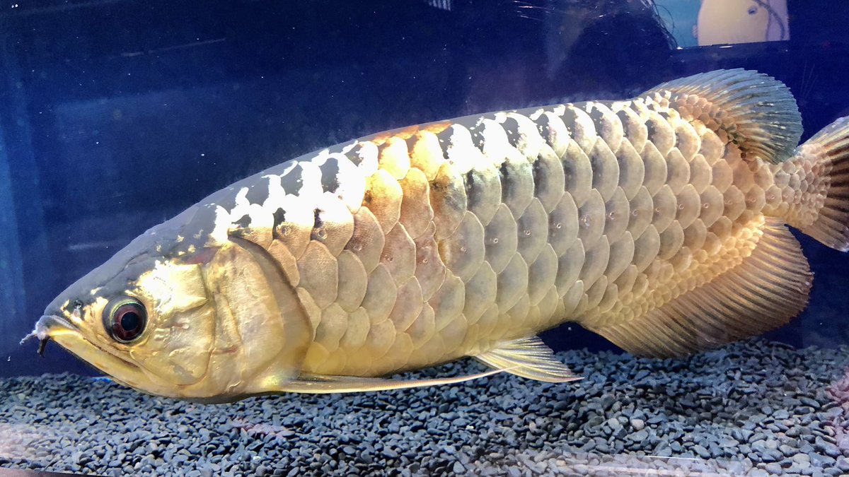 昨日カワスイ行ってきたよ
全然人居なくて心配するレベルだった🙂 