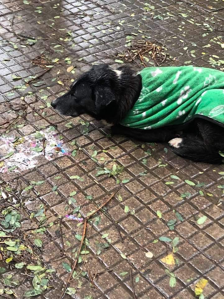 MonicaBelandoOK's tweet photo. Ayuda!!! Está perdido hace 2 días en SIMON Bolívar y Rivera. Frente a la Escuela!!!!
Los vecinos le dan comida pero no lo pueden tener!!!
AYUDA!!!!! RT por favor!!!! https://t.co/DHN2pxXWoc