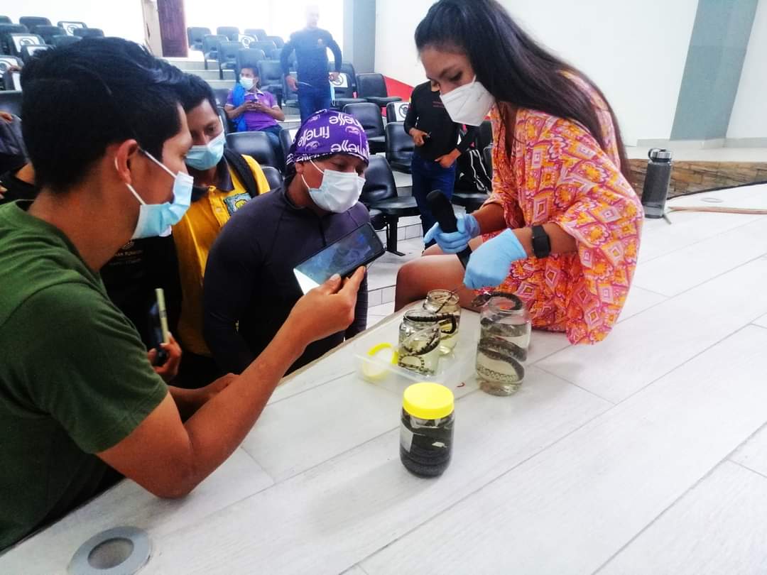 pushakrunanapo's tweet photo. 👩‍🎓El 31 de Mayo de 2021 los @pushakrunanapo asistimos a una capacitación sobre #Herpetología 🐍  a cargo de @ReyesGrace Ingeniera en Ecosistemas de la @u_ikiam aprendimos conceptos de conservación, diferencias entre anfibios y su manipulación
@GADArchidona @GeoparqueS https://t.co/FLQpKaC0Pr