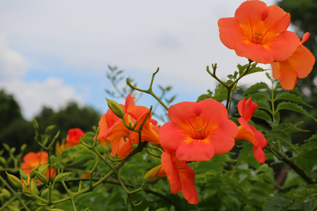 国営昭和記念公園 夏の花ノウゼンカズラが開花中です 壁や塀にぐんぐんの伸びる元気なツルには まだまだつぼみがいっぱい 真っ青な 夏空に似合う濃いオレンジ色の花ですが 梅雨空の合間に少しだけ覗かせた青空と 玉川上水口ゲート付近に咲いています 国営昭和記念公園 夏の花ノウゼンカズラが開花中です 壁や塀にぐんぐんの伸びる元気なツルには まだまだつぼみがいっぱい 真っ青な 夏空に似合う濃いオレンジ色の花ですが 梅雨空の合間に少しだけ覗かせた青空と 玉川上水口ゲート付近に咲いています