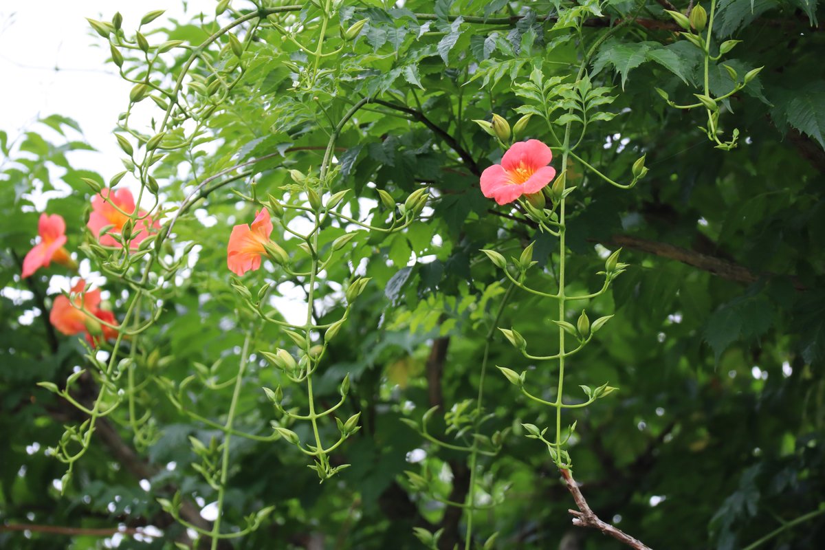 国営昭和記念公園 夏の花ノウゼンカズラが開花中です 壁や塀にぐんぐんの伸びる元気なツルには まだまだつぼみがいっぱい 真っ青な 夏空に似合う濃いオレンジ色の花ですが 梅雨空の合間に少しだけ覗かせた青空と 玉川上水口ゲート付近に咲いています 国営昭和記念公園 夏の花ノウゼンカズラが開花中です 壁や塀にぐんぐんの伸びる元気なツルには まだまだつぼみがいっぱい 真っ青な 夏空に似合う濃いオレンジ色の花ですが 梅雨空の合間に少しだけ覗かせた青空と 玉川上水口ゲート付近に咲いています